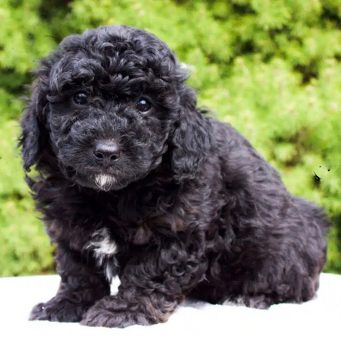 3 month old Black Mini Aussie doodle