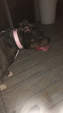 American Bulldog – American bully