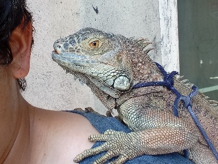 Green Iguana – no name – Los Angeles