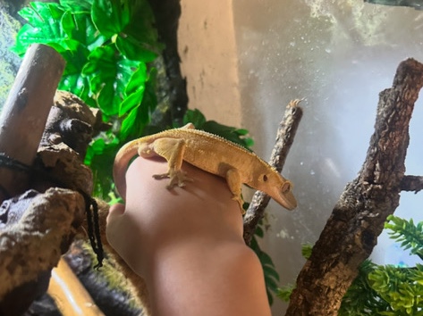 crested gecko and enclosure 