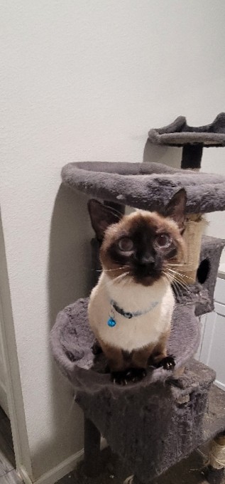 siamese and domestic medium hair
