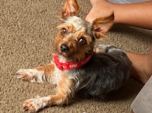 Yorkshire Terrier – Yorkie name Chase