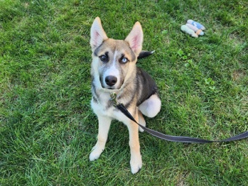 Siberian Husky - German shepherd husky mix available for adoption in Norwalk
