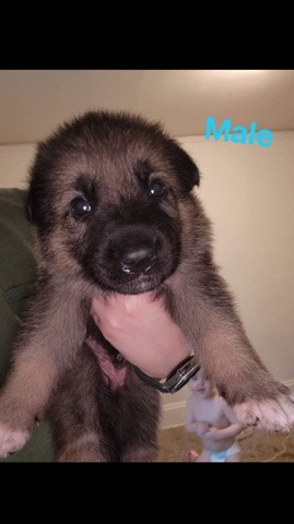 German Shepherd – German Shepherd Puppies