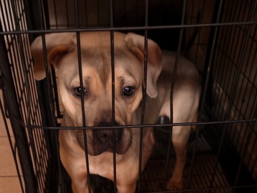American Pit Bull Terrier – american bully – Camden