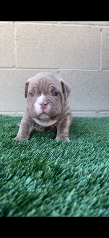 American Pit Bull Terrier – 16 week American Bully puppies