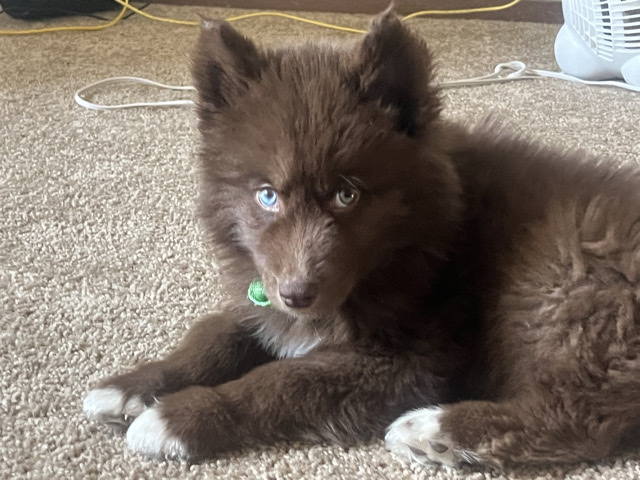 Image of Siberian Husky