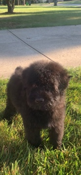 Bouvier des Flandres – Bouvier Des Flanders