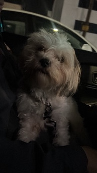 Shih Tzu – Shorkie (Luna)