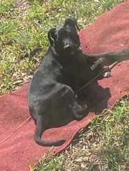 Labrador Retriever – Female black lab