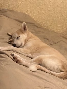 Siberian Husky – Milo
