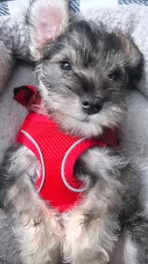 Miniature Schnauzer – Miniature schnauzer puppies