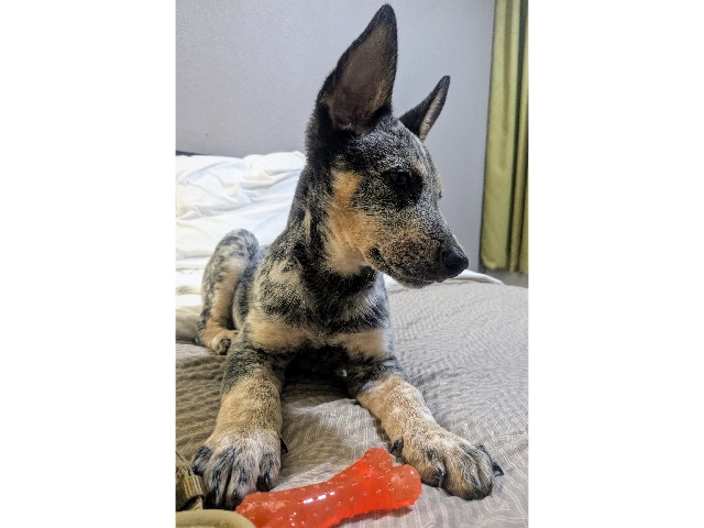Australian Cattle Dog – purebred blue heeler – Rialto