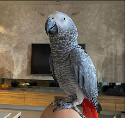 Congo African Grey 