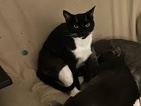 American Shorthair – Rehoming needed for a Male Tuxedo – Hyattsville