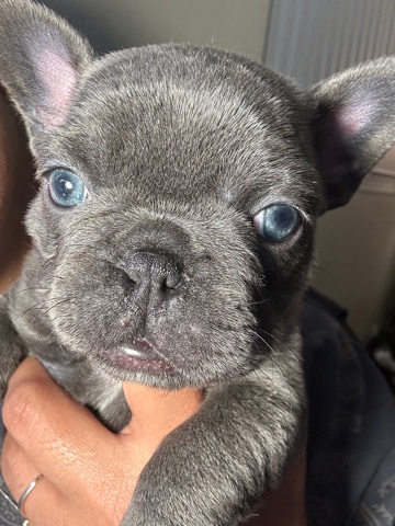 French Bulldog – French Bulldogs