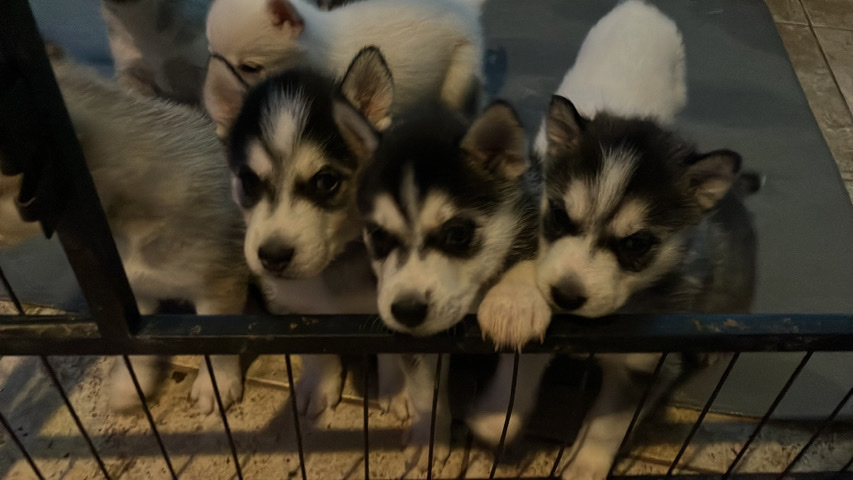 Siberian Husky – husky pups