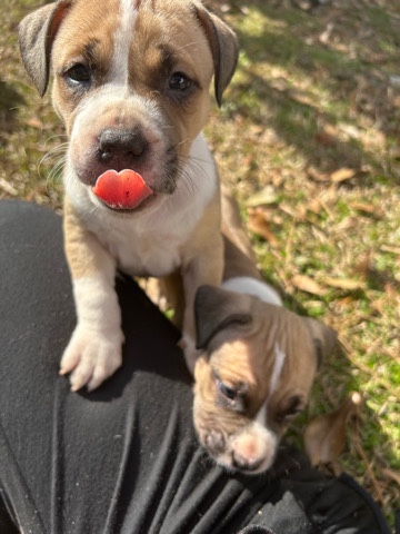 American Pit Bull Terrier – Augusta ga American bully puppies