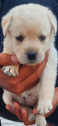 Labrador Husky – lebra female
