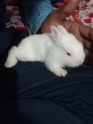 Florida White – 2 baby rabbit