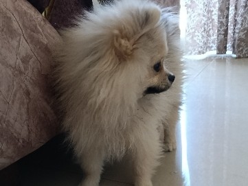Pomeranian - toy pom available for adoption in New Delhi