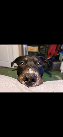 American Pit Bull Terrier – rehoming great dog
