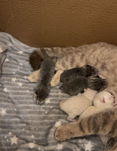 Scottish Fold – baby cats