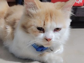 Semi parision cat – Hapur