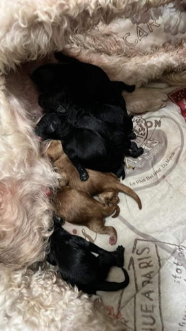 Poodle – thanksgiving goldendoodles