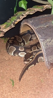 Any – Ball Python Complete Setup