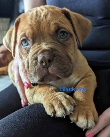 Dogue de Bordeaux – beautiful dogue de Bordeaux puppies for sale