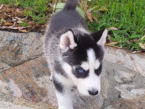 Siberian Husky – Husky Puppy – Long Beach