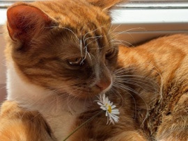 European Shorthair – Kätzchen – Linz