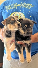 German Shepherd – shepherd mixed puppies
