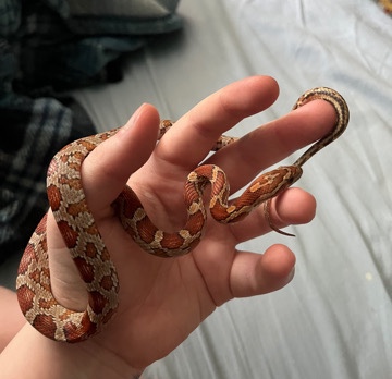 female corn snake