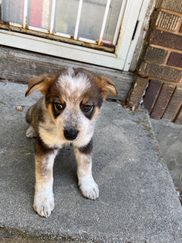 Australian Terrier – Australian retriever