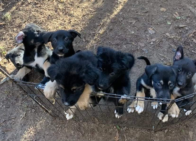 Mixed puppies