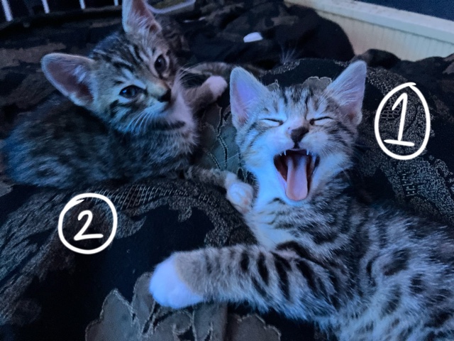Bengal – gorgeous bengal kittens