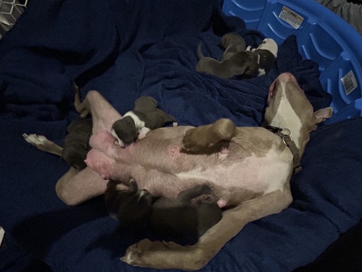 Mixed Breed – Healthy, Social Puppies – Lexington