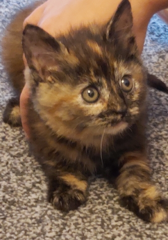 cute kittens