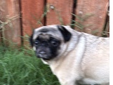pug