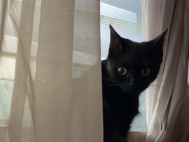 Liebevolles Zuhause für unseren Kater Lou gesucht – Dortmund