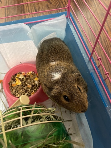 free guinea pig