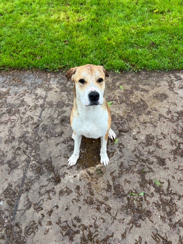 rehome