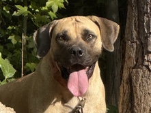 Boerboel – Rose – Roxboro