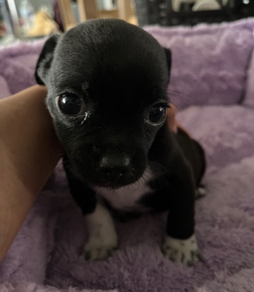 Pug – free dogs