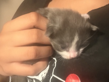 American Shorthair – 3 kitties need new home 3 weeks old FREE – La Quinta
