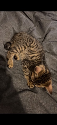 Bengal – kitten