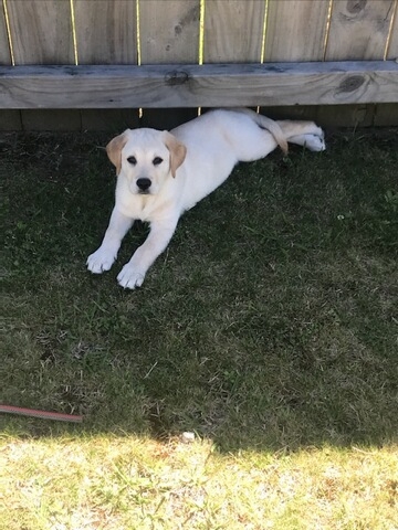 Labrador Retriever – Lab x Retriever