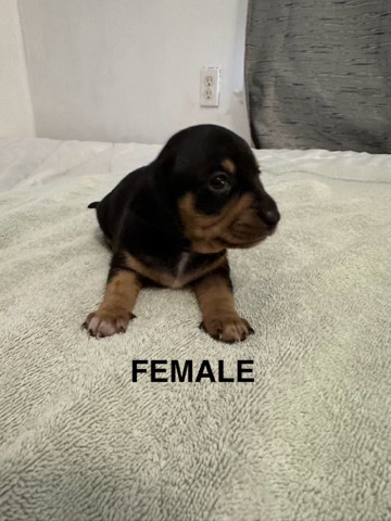 Dachshund – Dachshund puppies